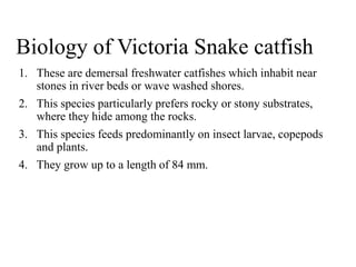 Snake Catfish Snake animals | PPTX