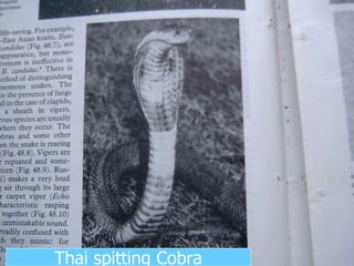 Thai spitting Cobra 