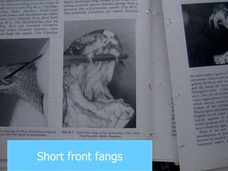 Short front fangs 