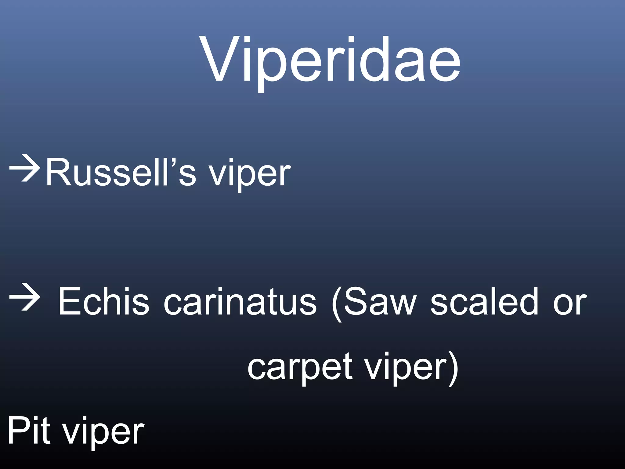 Viperidae
Russell’s viper


 Echis carinatus (Saw scaled or
             carpet viper)
Pit viper
 