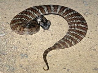 Snake bite First Aid