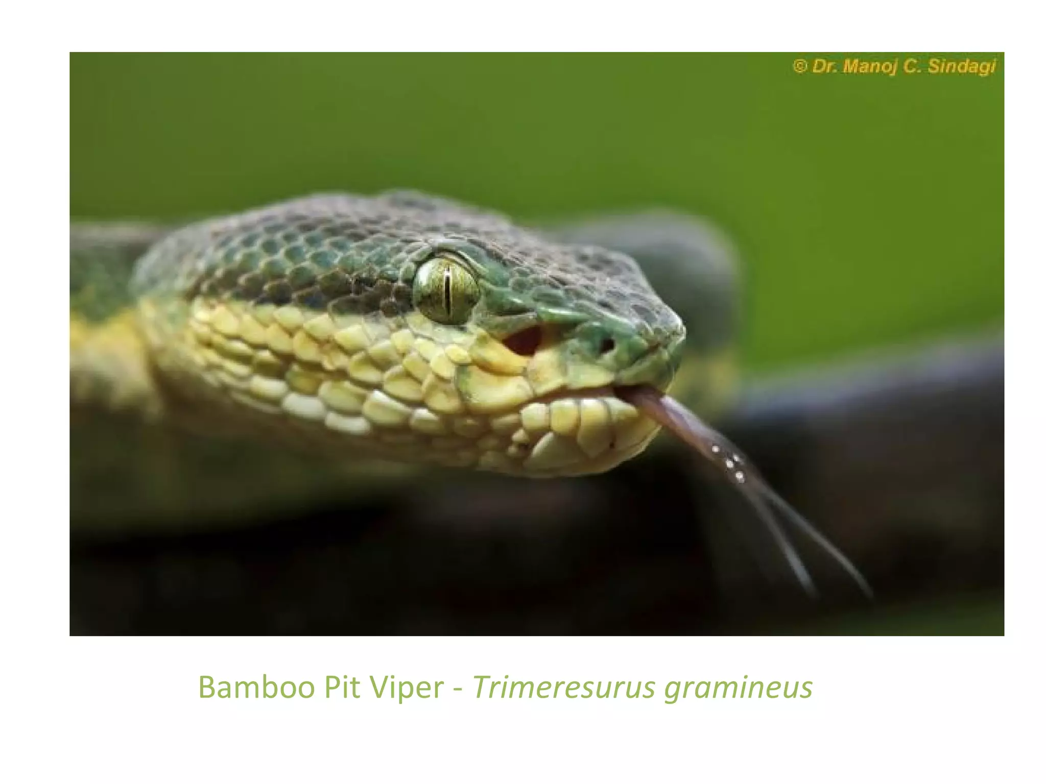 Bamboo Pit Viper - Trimeresurus gramineus
 