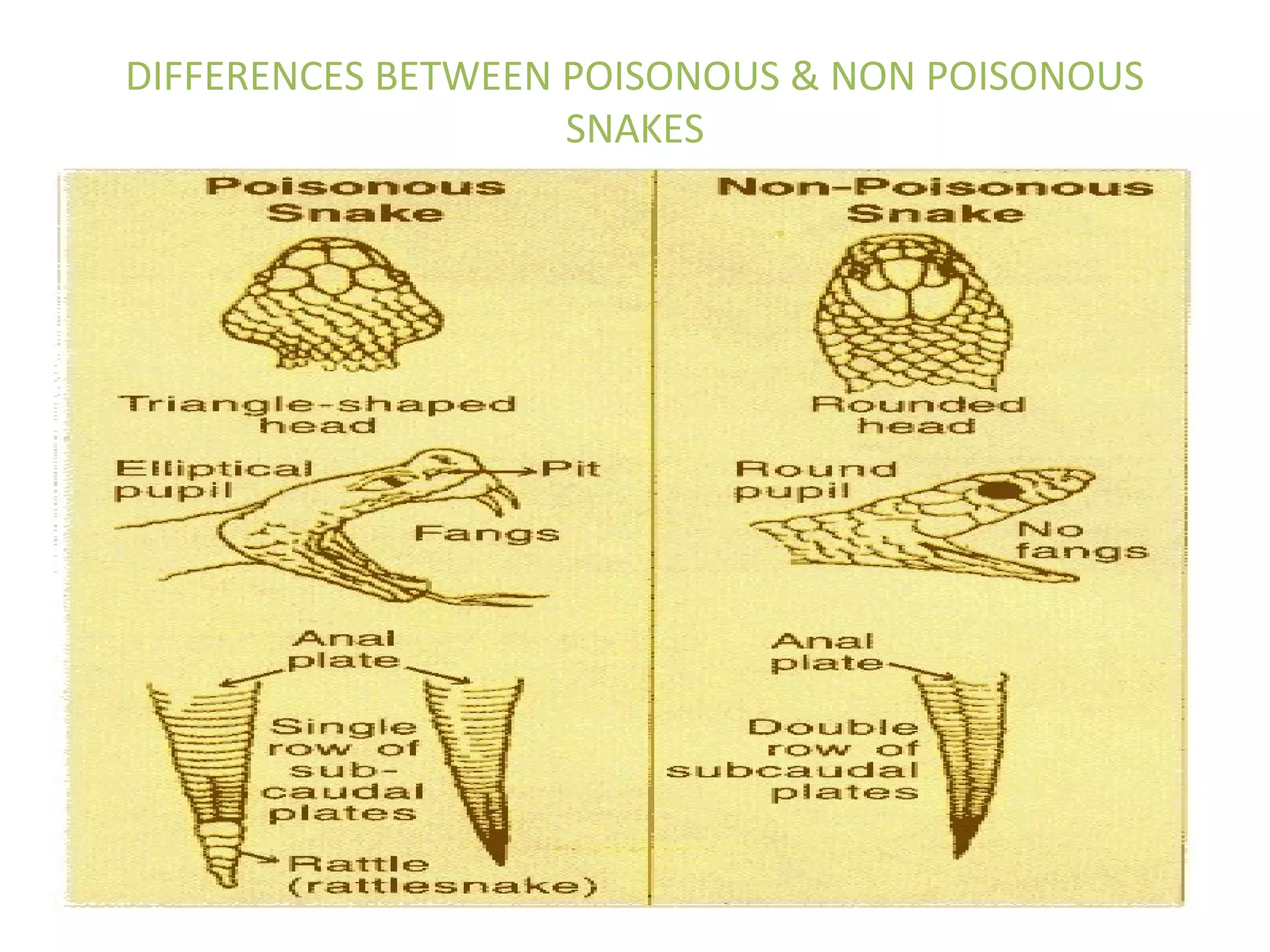 DIFFERENCES BETWEEN POISONOUS & NON POISONOUS
SNAKES
 