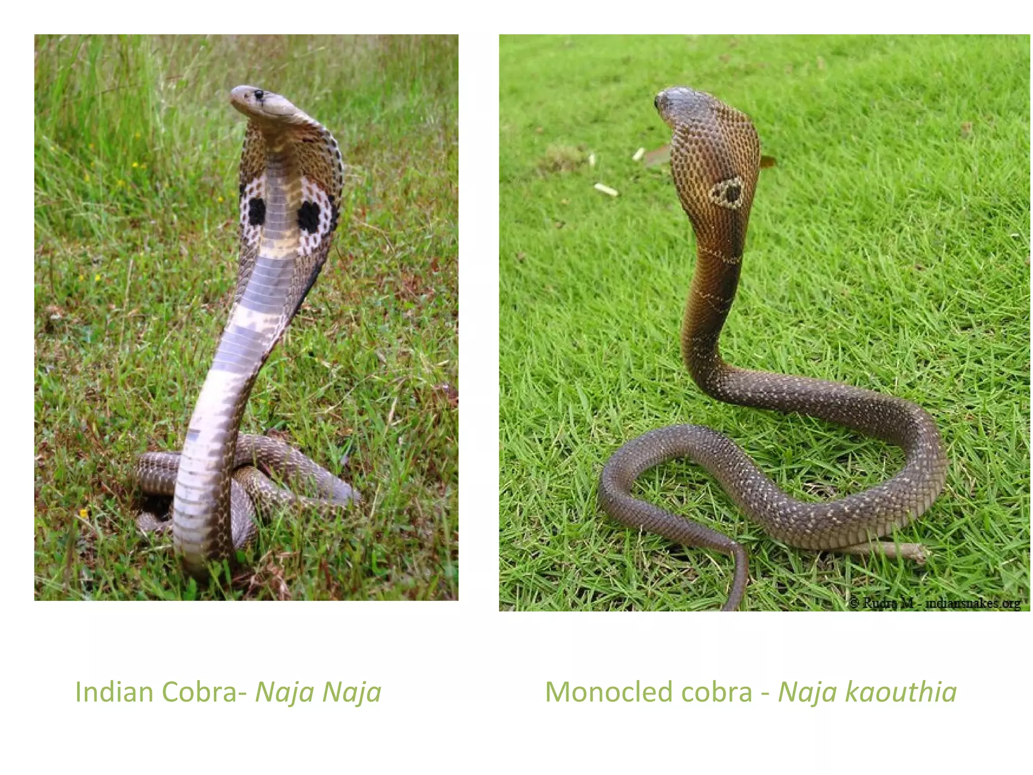 Indian Cobra- Naja Naja Monocled cobra - Naja kaouthia
 