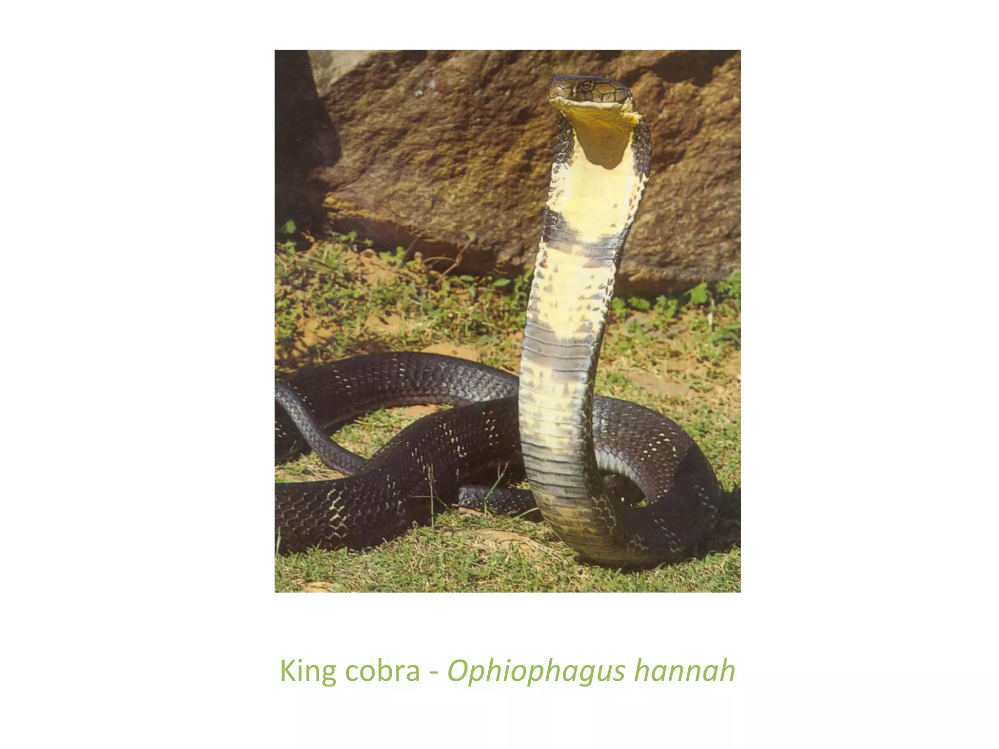 King cobra - Ophiophagus hannah
 