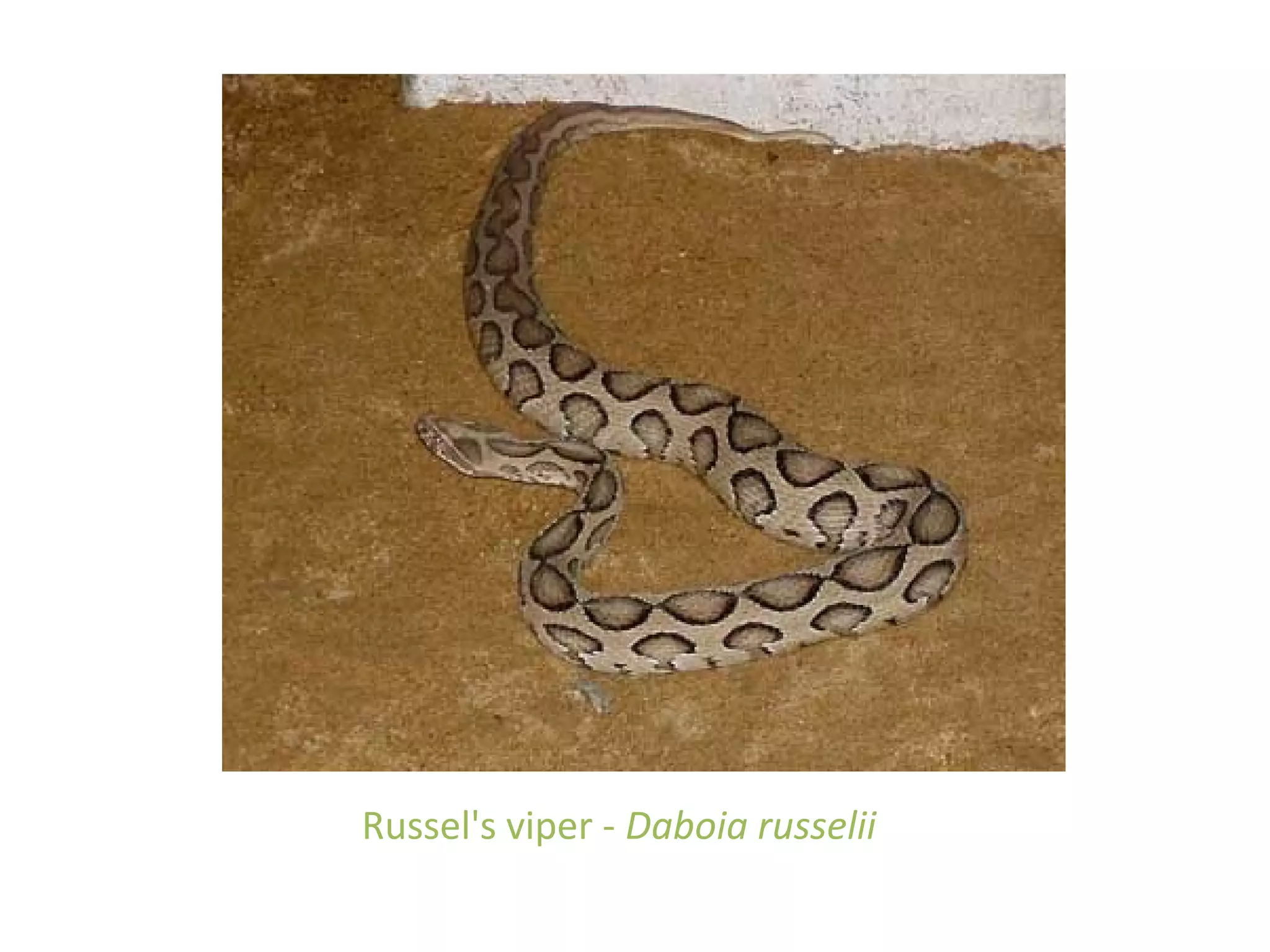 Russel's viper - Daboia russelii
 