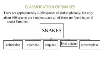 Snake Class Snake bite | PPT