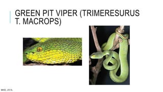 GREEN PIT VIPER (TRIMERESURUS
T. MACROPS)
WHO, 2016.
 