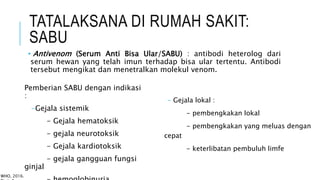 TATALAKSANA DI RUMAH SAKIT:
SABU
• Antivenom (Serum Anti Bisa Ular/SABU) : antibodi heterolog dari
serum hewan yang telah imun terhadap bisa ular tertentu. Antibodi
tersebut mengikat dan menetralkan molekul venom.
WHO, 2016.
Pemberian SABU dengan indikasi
:
-Gejala sistemik
- Gejala hematoksik
- gejala neurotoksik
- Gejala kardiotoksik
- gejala gangguan fungsi
ginjal
- Gejala lokal :
- pembengkakan lokal
- pembengkakan yang meluas dengan
cepat
- keterlibatan pembuluh limfe
 