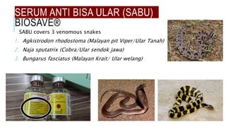 SERUM ANTI BISA ULAR (SABU)
BIOSAVE®
SABU covers 3 venomous snakes
1. Agkistrodon rhodostoma (Malayan pit Viper/Ular Tanah)
2. Naja sputatrix (Cobra/Ular sendok jawa)
3. Bungarus fasciatus (Malayan Krait/ Ular welang)
 