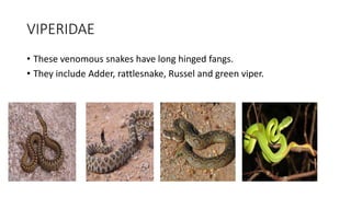 VIPERIDAE
• These venomous snakes have long hinged fangs.
• They include Adder, rattlesnake, Russel and green viper.
 