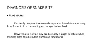 DIAGNOSIS OF SNAKE BITE
• FANG MARKS
Classically two puncture wounds separated by a distance varying
from 8 mm to 4 cm depending on the species involved.
However a side swipe may produce only a single puncture while
multiple bites could result in numerous fang marks
 