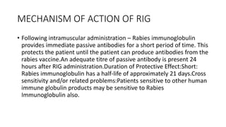 MECHANISM OF ACTION OF RIG
• Following intramuscular administration – Rabies immunoglobulin
provides immediate passive antibodies for a short period of time. This
protects the patient until the patient can produce antibodies from the
rabies vaccine.An adequate titre of passive antibody is present 24
hours after RIG administration.Duration of Protective Effect:Short:
Rabies immunoglobulin has a half-life of approximately 21 days.Cross
sensitivity and/or related problems:Patients sensitive to other human
immune globulin products may be sensitive to Rabies
Immunoglobulin also.
 