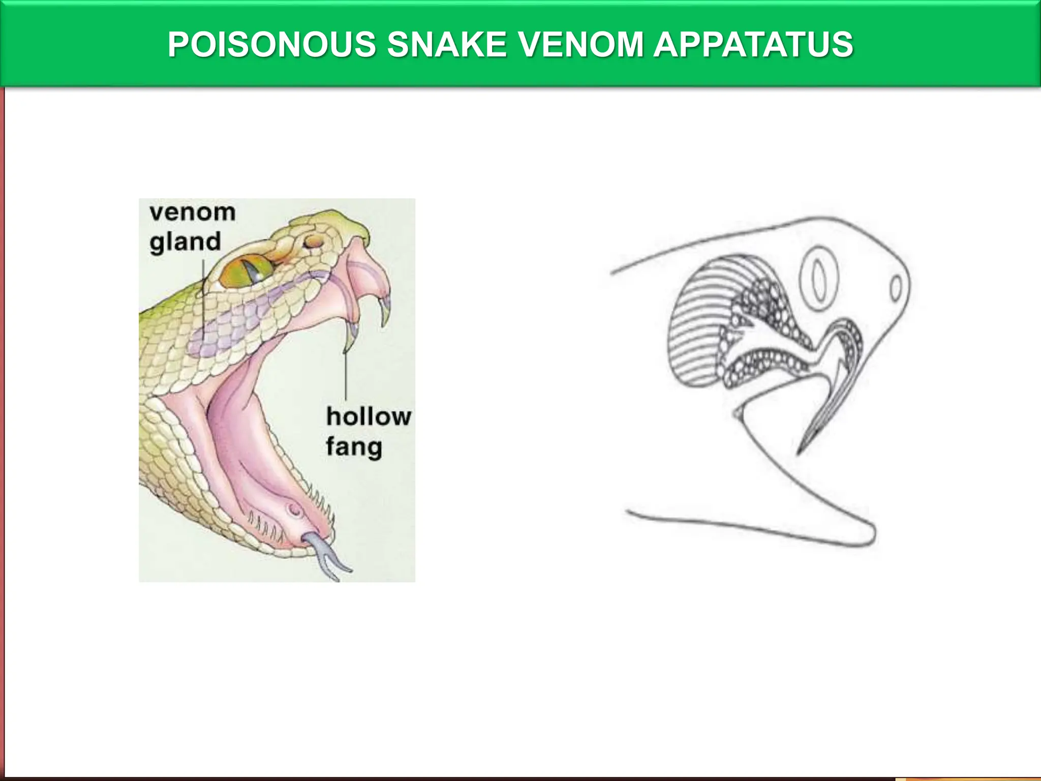 "Venomous Encounters: Understanding the Physiology, Treatment, and ...