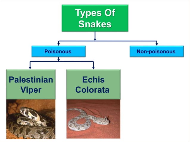 "Venomous Encounters: Understanding the Physiology, Treatment, and ...