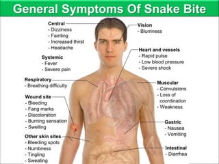 Physical Signs Of Snake Illness