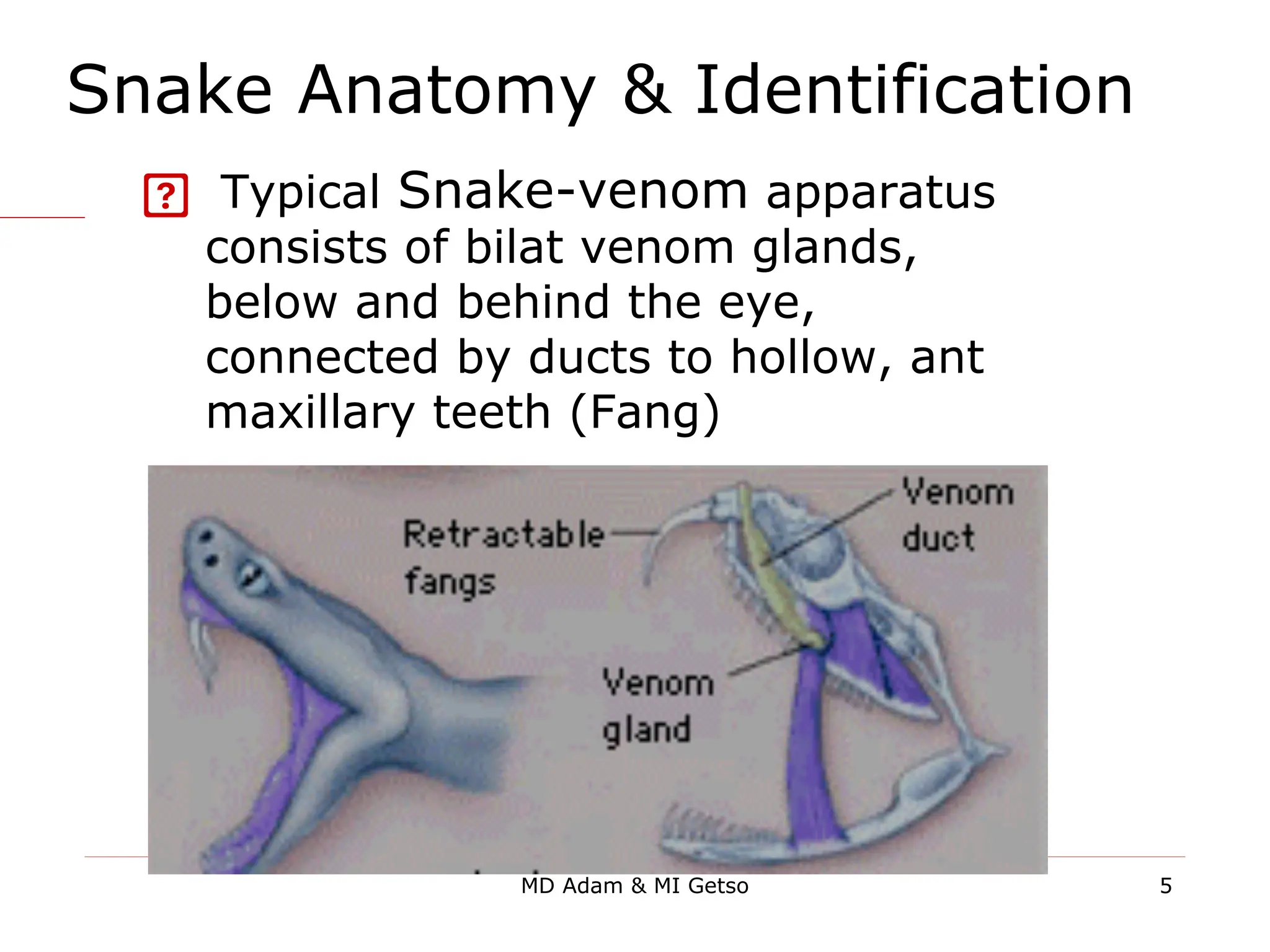 Snake Anatomy & Identification
 Typical Snake-venom apparatus
consists of bilat venom glands,
below and behind the eye,
connected by ducts to hollow, ant
maxillary teeth (Fang)
5
MD Adam & MI Getso
 