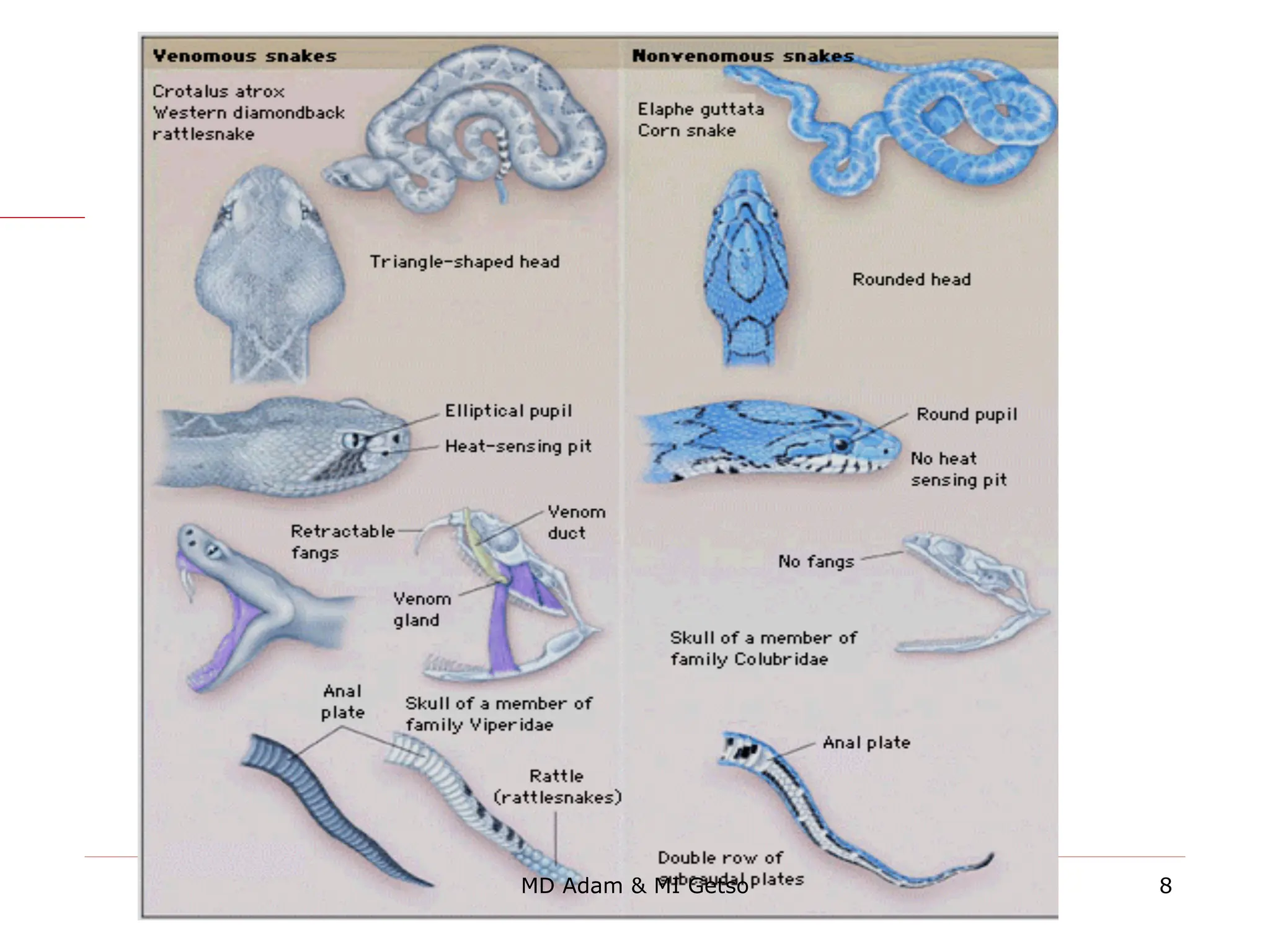 8
MD Adam & MI Getso
 