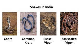 Snakes in India
Cobra Russel
Viper
Common
Krait
Sawscaled
Viper
 