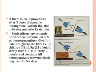  If there is no improvement
after 3 doses of atropine
neostigmine (within 1h), this
indicates probable Krait bite.
 Krait affects pre-synaptic
fibres where calcium ion acts
as neurotransmitter. Give Inj.
Calcium gluconate 10ml IV (in
children 1-2 ml/kg (1:1 dilution)
slowly over 5-10 min every 6
hourly and continue till
neuroparalysis recovers which
may last for 5-7 days.
 
