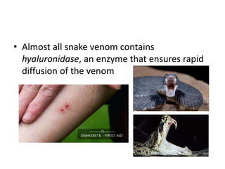 • Almost all snake venom contains
hyaluronidase, an enzyme that ensures rapid
diffusion of the venom
 