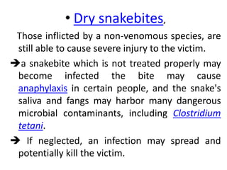 • Dry snakebites,
Those inflicted by a non-venomous species, are
still able to cause severe injury to the victim.
a snakebite which is not treated properly may
become infected the bite may cause
anaphylaxis in certain people, and the snake's
saliva and fangs may harbor many dangerous
microbial contaminants, including Clostridium
tetani.
 If neglected, an infection may spread and
potentially kill the victim.
 