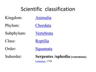 Scientific classification
Kingdom: Animalia
Phylum: Chordata
Subphylum: Vertebrata
Class: Reptilia
Order: Squamata
Suborder: Serpentes /ophedia (venemous)
Linnaeus, 1758
 