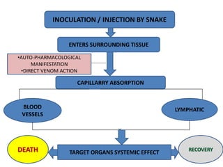 INOCULATION / INJECTION BY SNAKE
ENTERS SURROUNDING TISSUE
CAPILLARRY ABSORPTION
LYMPHATIC
BLOOD
VESSELS
TARGET ORGANS SYSTEMIC EFFECT RECOVERY
DEATH
•AUTO-PHARMACOLOGICAL
MANIFESTATION
•DIRECT VENOM ACTION
 