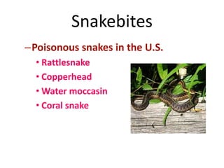 Snakebites
–Poisonous snakes in the U.S.
• Rattlesnake
• Copperhead
• Water moccasin
• Coral snake
 