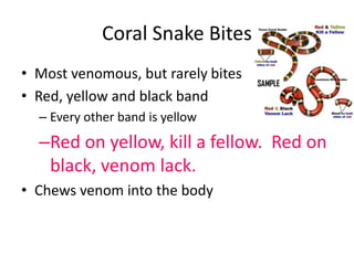 Coral Snake Bites
• Most venomous, but rarely bites
• Red, yellow and black band
– Every other band is yellow
–Red on yellow, kill a fellow. Red on
black, venom lack.
• Chews venom into the body
 