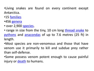 •Living snakes are found on every continent except
Antarctica.
•15 families
•456 genera
• over 2,900 species.
• range in size from the tiny, 10 cm long thread snake to
pythons and anacondas of up to 7.6 metres (25 ft) in
length.
•Most species are non-venomous and those that have
venom use it primarily to kill and subdue prey rather
than self-defense.
•Some possess venom potent enough to cause painful
injury or death to humans.
 
