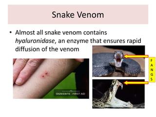 Snake Venom
• Almost all snake venom contains
hyaluronidase, an enzyme that ensures rapid
diffusion of the venom
F
A
N
G
S
 