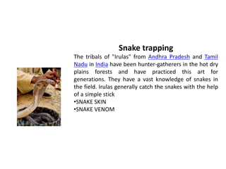 Snake trapping
The tribals of "Irulas" from Andhra Pradesh and Tamil
Nadu in India have been hunter-gatherers in the hot dry
plains forests and have practiced this art for
generations. They have a vast knowledge of snakes in
the field. Irulas generally catch the snakes with the help
of a simple stick
•SNAKE SKIN
•SNAKE VENOM
 
