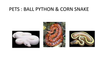 PETS : BALL PYTHON & CORN SNAKE
 