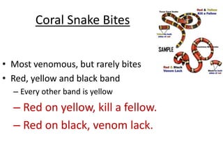 Coral Snake Bites
• Most venomous, but rarely bites
• Red, yellow and black band
– Every other band is yellow
– Red on yellow, kill a fellow.
– Red on black, venom lack.
 