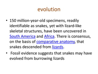 evolution
• 150 million-year-old specimens, readily
identifiable as snakes, yet with lizard-like
skeletal structures, have been uncovered in
South America and Africa. There is consensus,
on the basis of comparative anatomy, that
snakes descended from lizards.
• Fossil evidence suggests that snakes may have
evolved from burrowing lizards
 