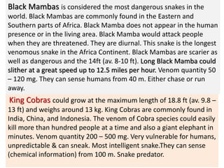 King Cobras could grow at the maximum length of 18.8 ft (av. 9.8 –
13 ft) and weighs around 13 kg. King Cobras are commonly found in
India, China, and Indonesia. The venom of Cobra species could easily
kill more than hundred people at a time and also a giant elephant in
minutes. Venom quantity 200 – 500 mg. Very vulnerable for humans,
unpredictable & can sneak. Most intelligent snake.They can sense
(chemical information) from 100 m. Snake predator.
Black Mambas is considered the most dangerous snakes in the
world. Black Mambas are commonly found in the Eastern and
Southern parts of Africa. Black Mamba does not appear in the human
presence or in the living area. Black Mamba would attack people
when they are threatened. They are diurnal. This snake is the longest
venomous snake in the Africa Continent. Black Mambas are scarier as
well as dangerous and the 14ft (av. 8-10 ft). Long Black Mamba could
slither at a great speed up to 12.5 miles per hour. Venom quantity 50
– 120 mg. They can sense humans from 40 m. Either chase or run
away.
 