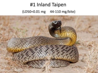#1 Inland Taipen
(LD50=0.01 mg 44-110 mg/bite)
 