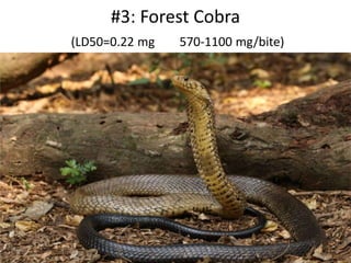 #3: Forest Cobra
(LD50=0.22 mg 570-1100 mg/bite)
 