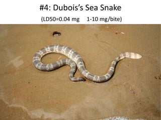 #4: Dubois’s Sea Snake
(LD50=0.04 mg 1-10 mg/bite)
 