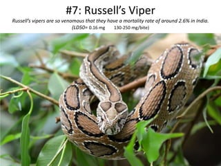 #7: Russell’s Viper
Russell’s vipers are so venomous that they have a mortality rate of around 2.6% in India.
(LD50= 0.16 mg 130-250 mg/bite)
 
