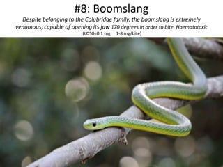 #8: Boomslang
Despite belonging to the Colubridae family, the boomslang is extremely
venomous, capable of opening its jaw 170 degrees in order to bite. Haematotoxic
(LD50=0.1 mg 1-8 mg/bite)
 
