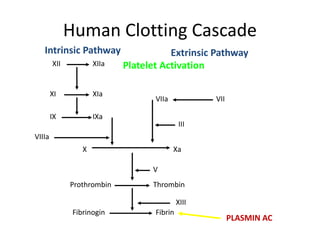 Human Clotting Cascade
XII XIIa
X
XI
Xa
XIa
IX IXa
VIIIa
Prothrombin Thrombin
Fibrinogin Fibrin
XIII
V
Intrinsic Pathway
VII
VIIa
III
Extrinsic Pathway
PLASMIN AC
Platelet Activation
 