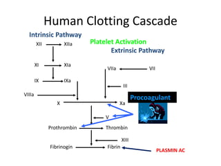 Human Clotting Cascade
XII XIIa
X
XI
Xa
XIa
IX IXa
VIIIa
Prothrombin Thrombin
Fibrinogin Fibrin
XIII
V
Intrinsic Pathway
VII
VIIa
III
Extrinsic Pathway
PLASMIN AC
Procoagulant
Platelet Activation
 