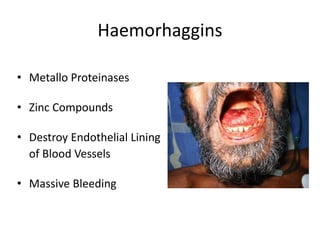 Haemorhaggins
• Metallo Proteinases
• Zinc Compounds
• Destroy Endothelial Lining
of Blood Vessels
• Massive Bleeding
 