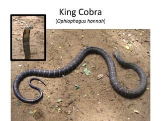 King Cobra
(Ophiophagus hannah)
 