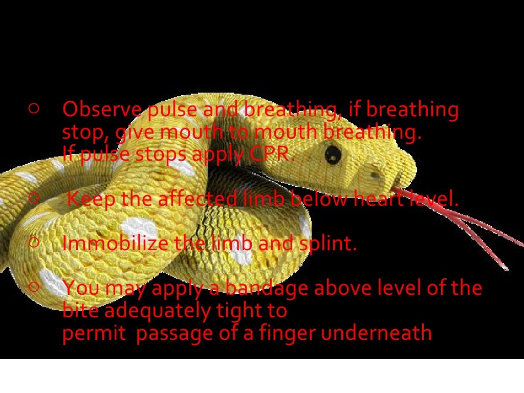 First Aid for Snake Bite