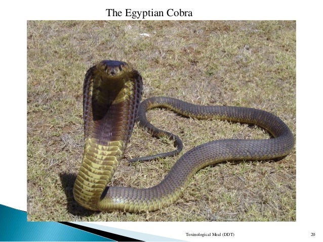 Snakebite in Zimbabwe: Venomous Snakes and Management
