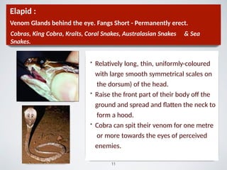 Elapid :
Venom Glands behind the eye. Fangs Short - Permanently erect.
Cobras, King Cobra, Kraits, Coral Snakes, Australasian Snakes & Sea
Snakes.
• Relatively long, thin, uniformly-coloured
with large smooth symmetrical scales on
the dorsum) of the head.
• Raise the front part of their body oﬀ the
ground and spread and ﬂatten the neck to
form a hood.
• Cobra can spit their venom for one metre
or more towards the eyes of perceived
enemies.
11
 