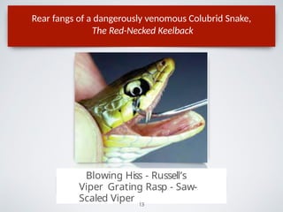 Rear fangs of a dangerously venomous Colubrid Snake,
The Red-Necked Keelback
Blowing Hiss - Russell’s
Viper Grating Rasp - Saw-
Scaled Viper 13
 